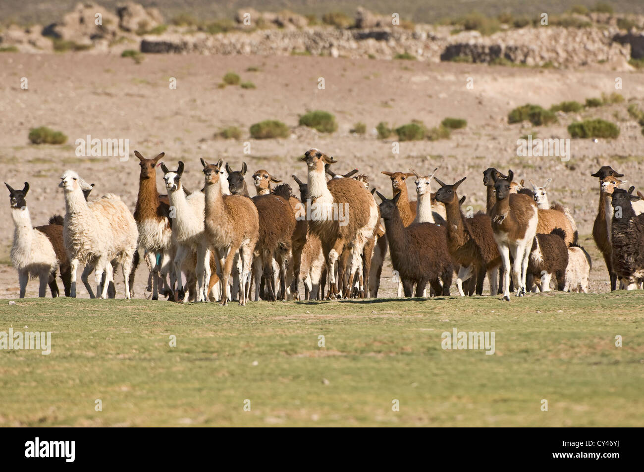 Bolivianische Frau hüten Lamas, San Juan, Potosi, Bolivien Stockfoto