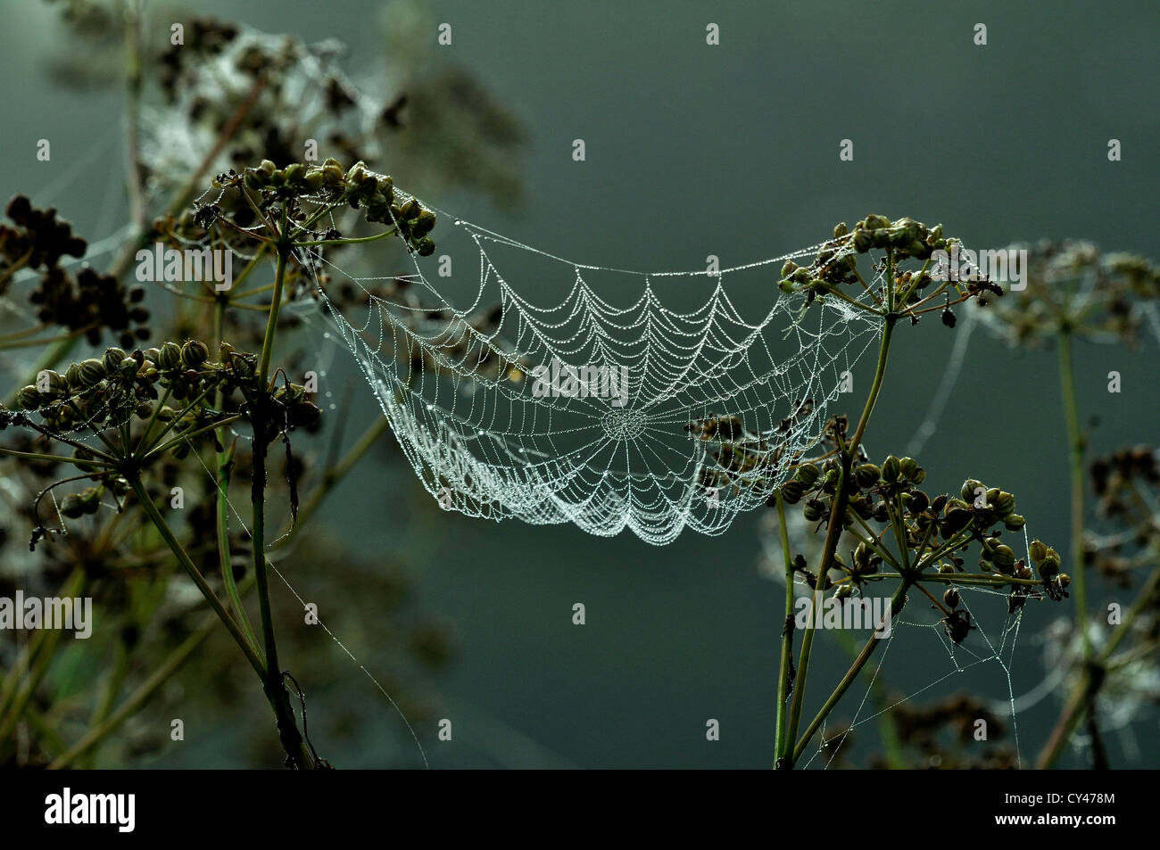 Orb Web in Tau bedeckt in der Morgendämmerung. Stockfoto