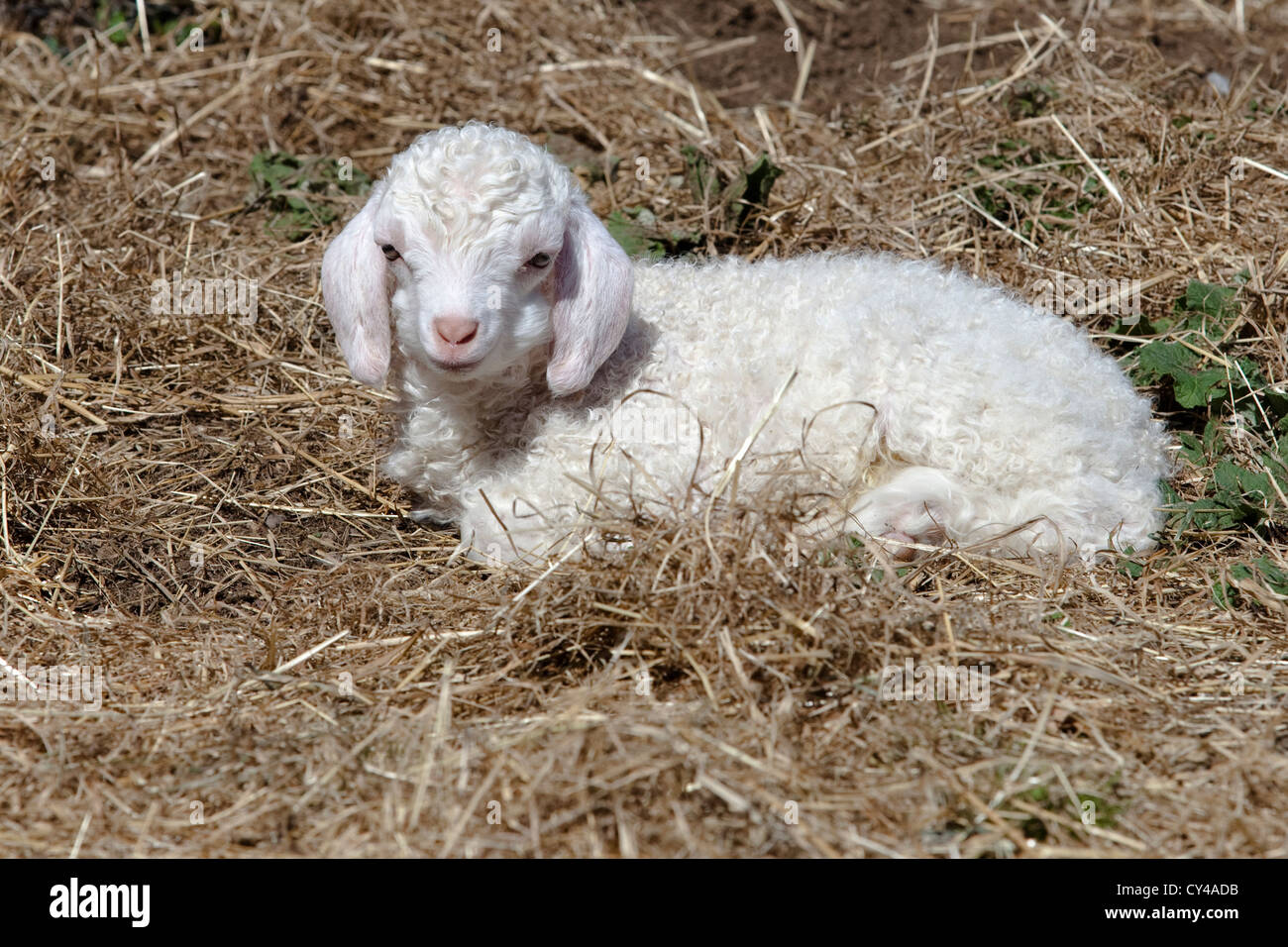 Neu geboren Angora-Ziege namens Max Stockfoto