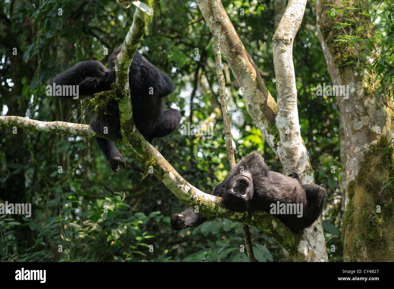 Entspannen Sie sich auf einen Baum in den Bwindi Impenetrable Forest in Uganda Berggorillas. Stockfoto