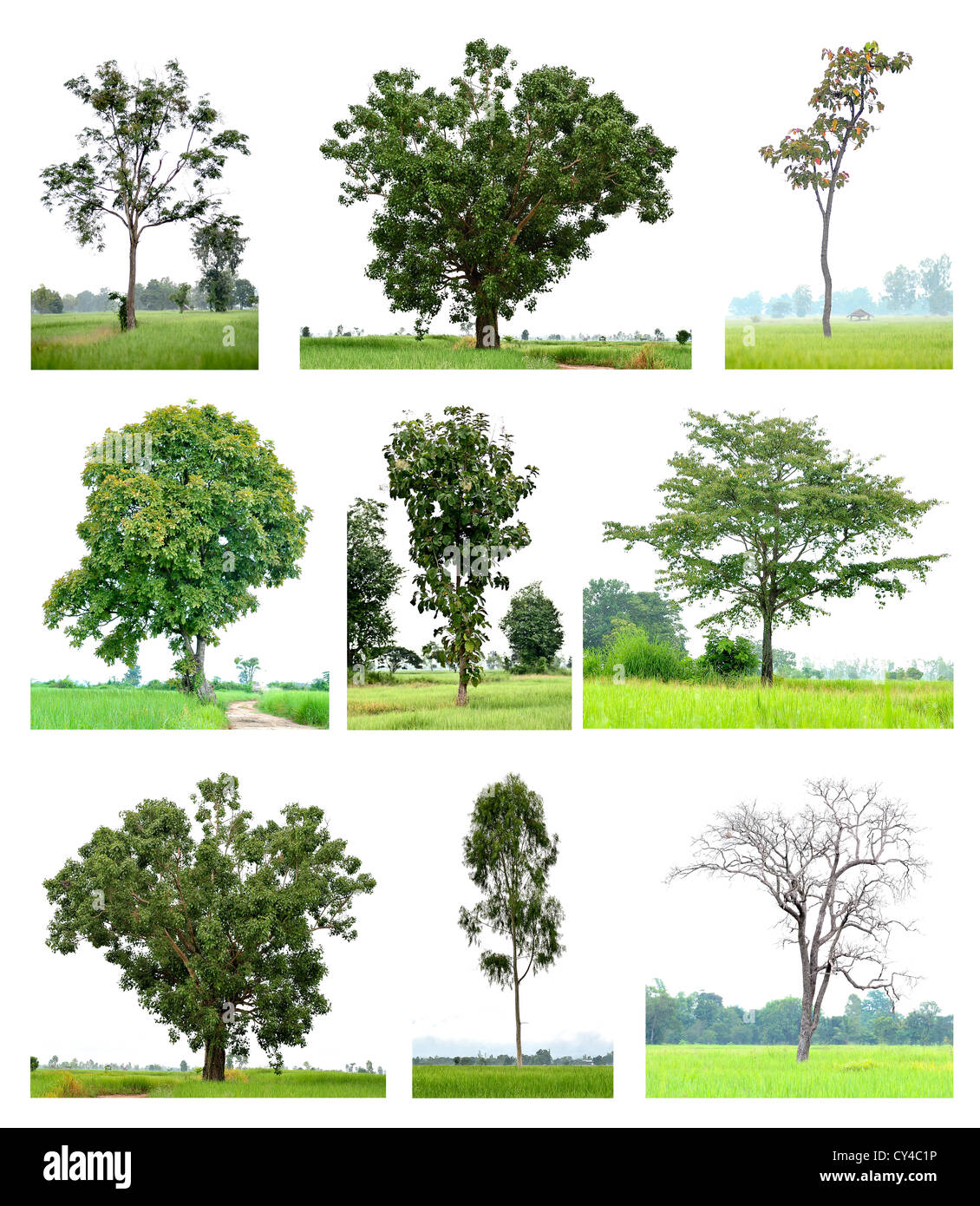 ein Baum-set Stockfoto