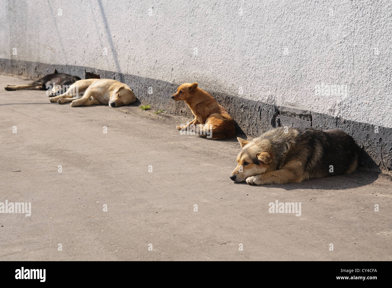 Heimatlose Hunde sind auf der Sonne unter einer Wand erwärmt. Stockfoto