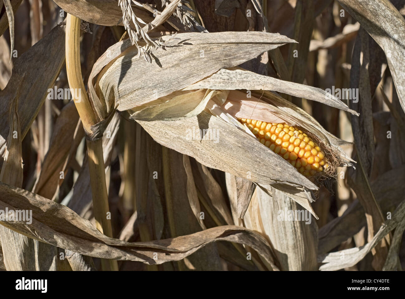 Mais mit Schale trocknen im Herbst Sunshine Stockfoto