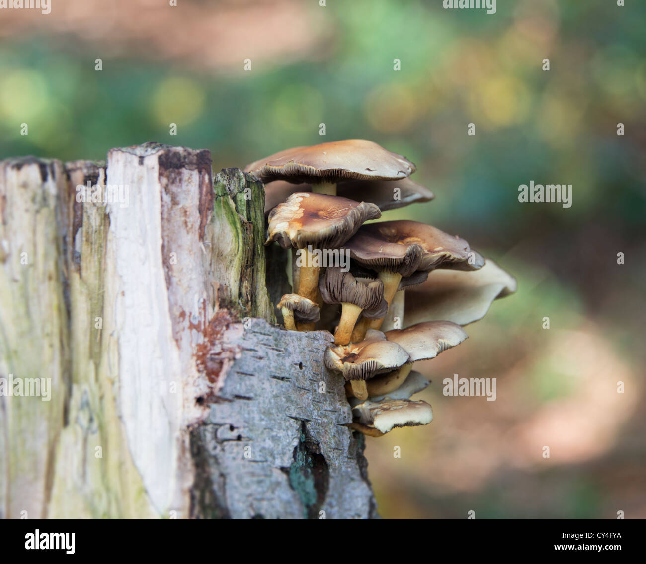 Makro des Pilzes auf einem Baum Stockfoto