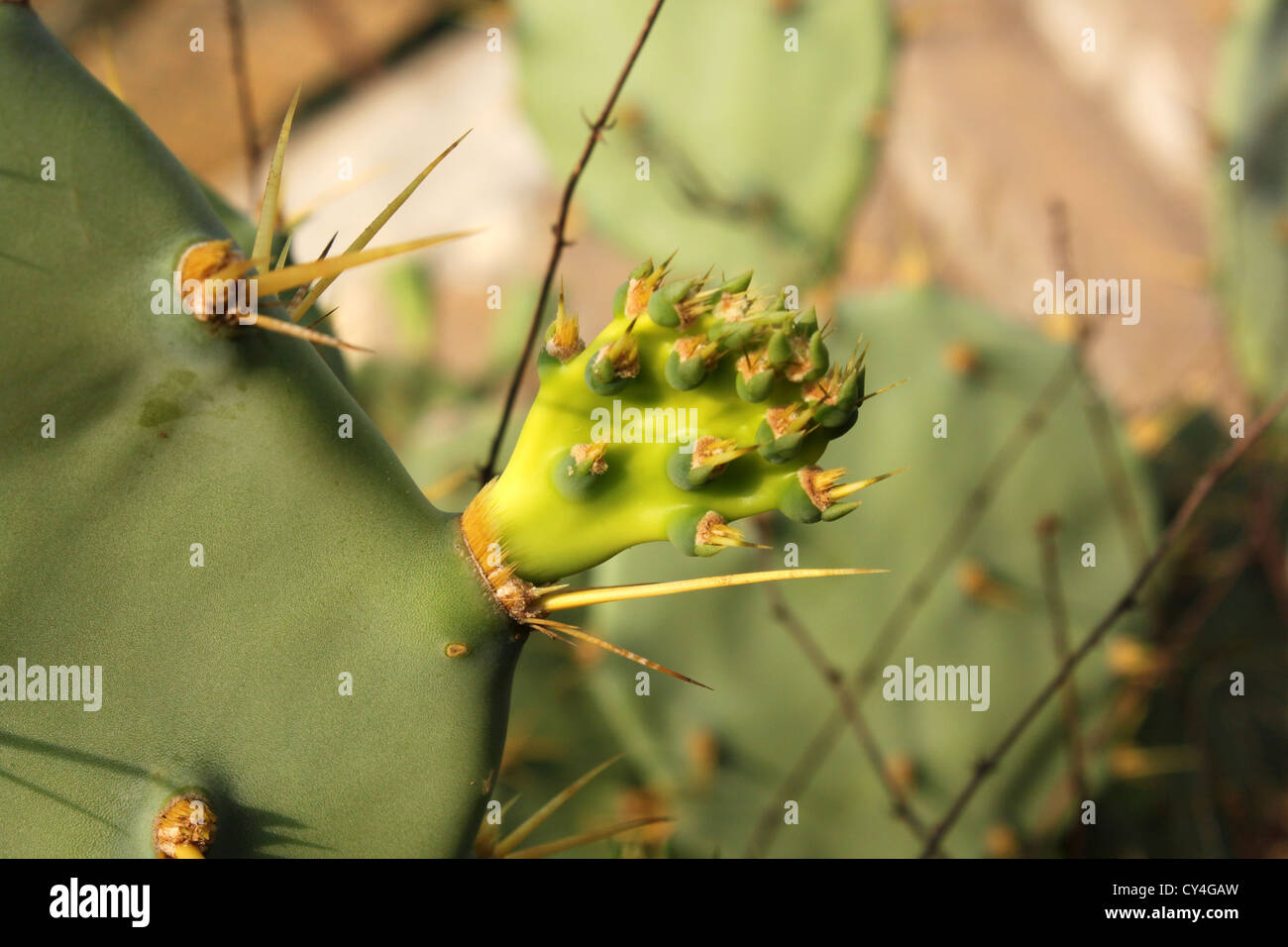 Opuntia, Paddel Kaktus Knospe Stockfoto