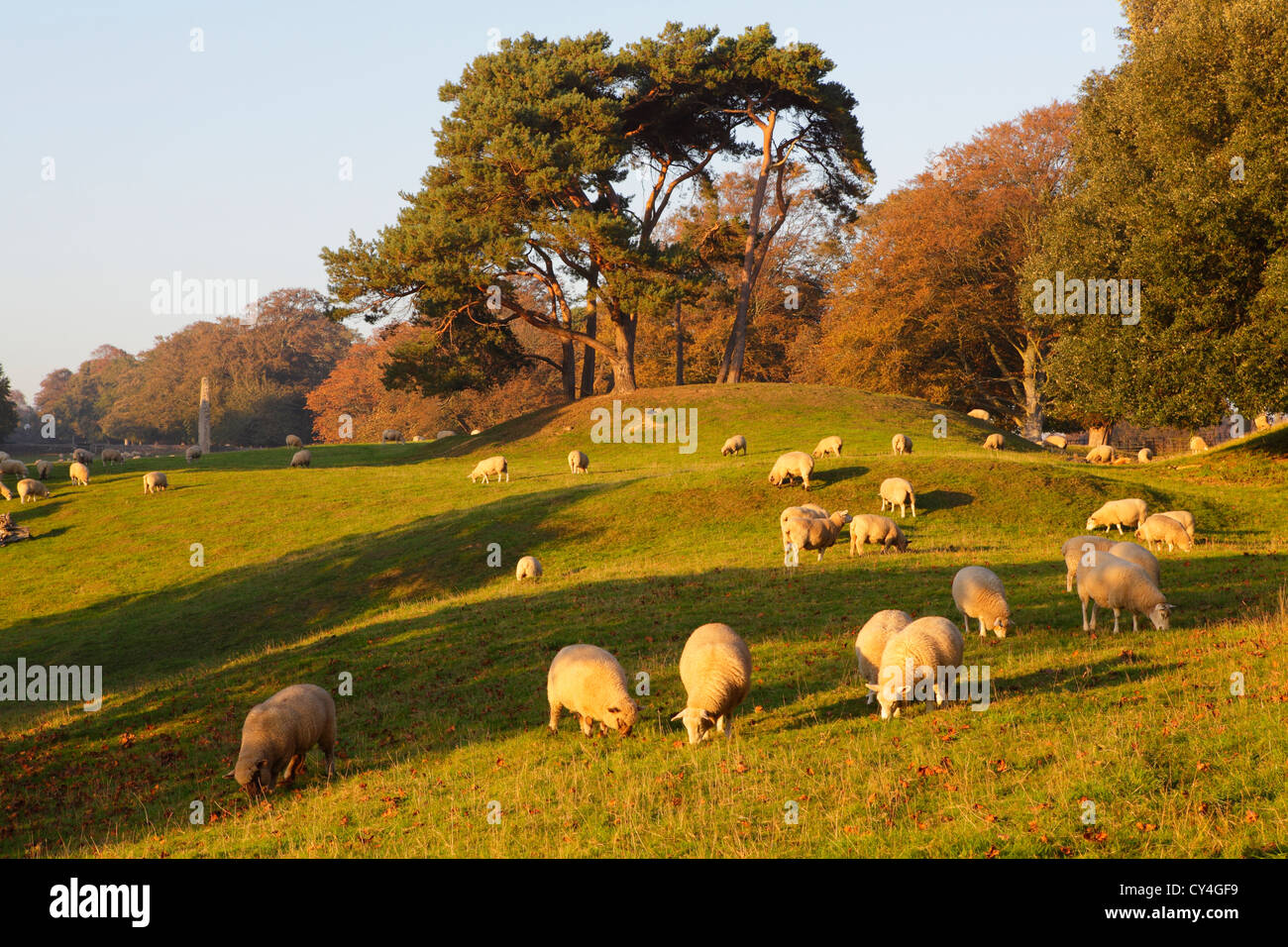 Schafbeweidung in die englische Landschaft, Winchelsea, East Sussex, UK, GB Stockfoto