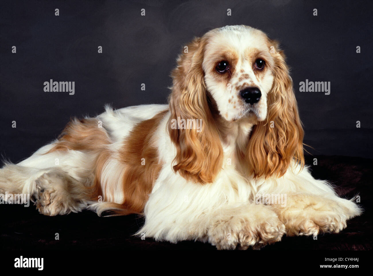 COCKER SPANIEL/STUDIO Stockfoto