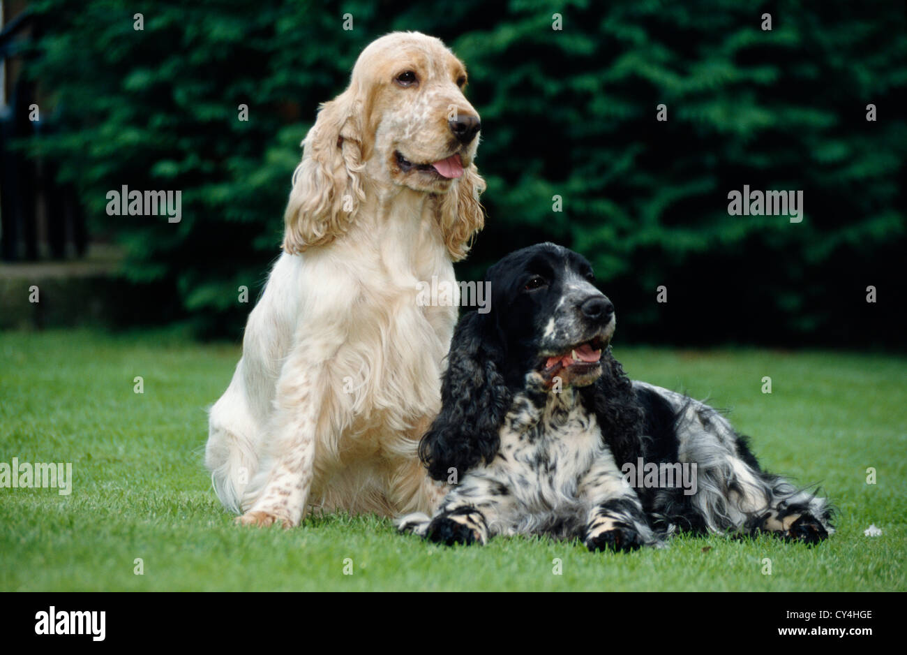 PAAR VON ERWACHSENEN ENGLISH COCKER SPANIEL IN HOF / IRLAND Stockfoto