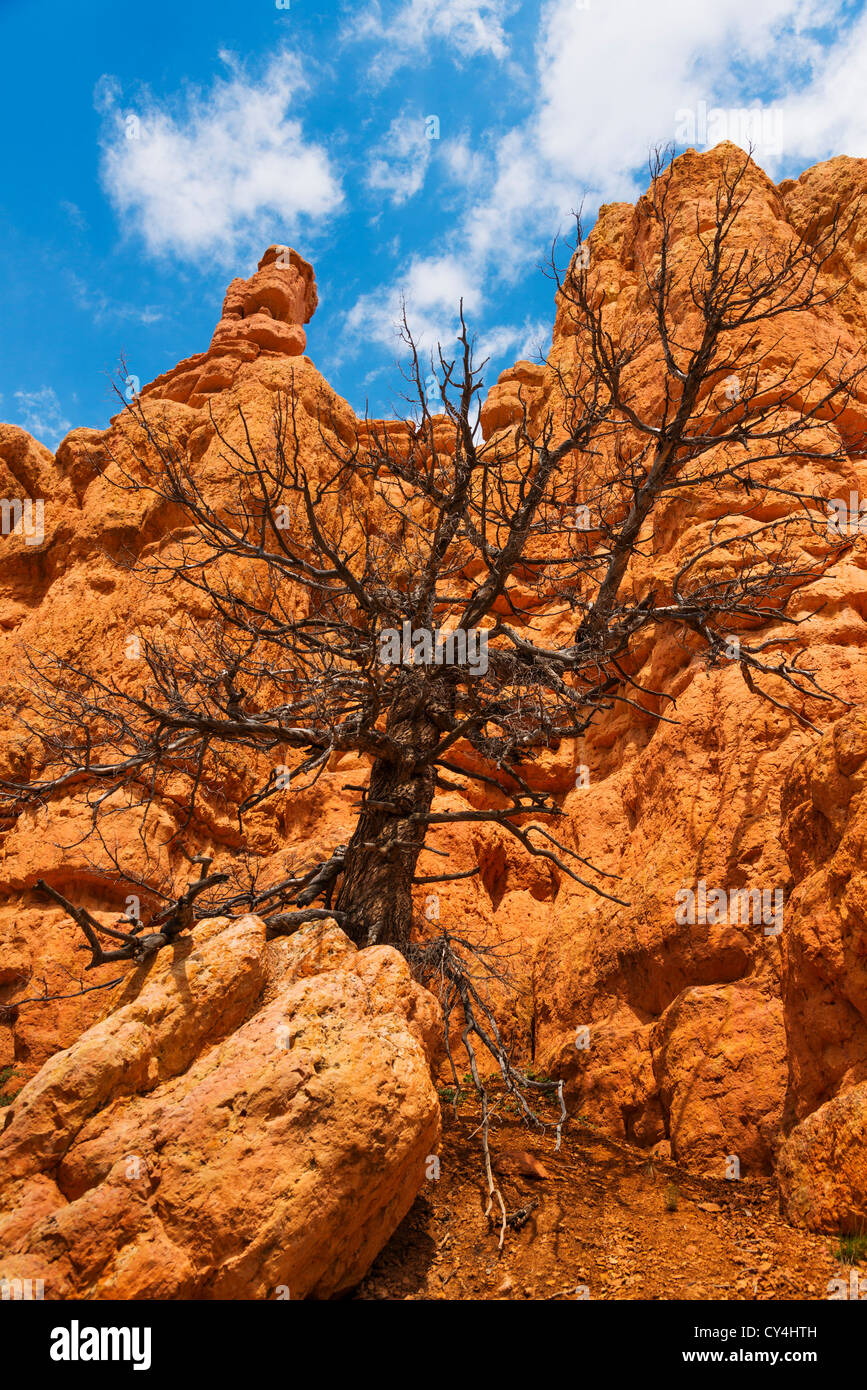 USA, Utah, Red Canyon, toter Baum auf Felsen Stockfoto