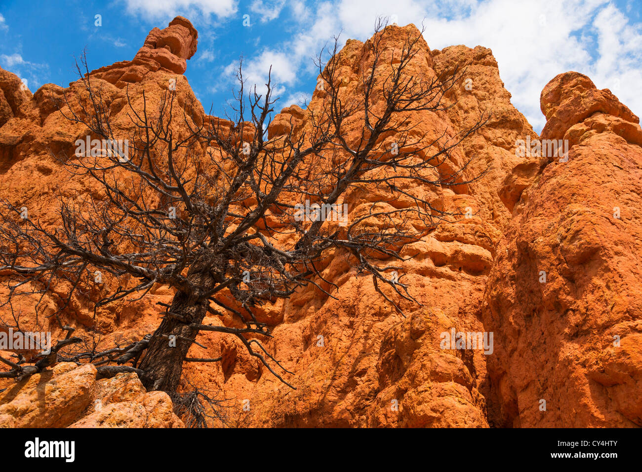USA, Utah, Red Canyon, toter Baum auf Felsen Stockfoto