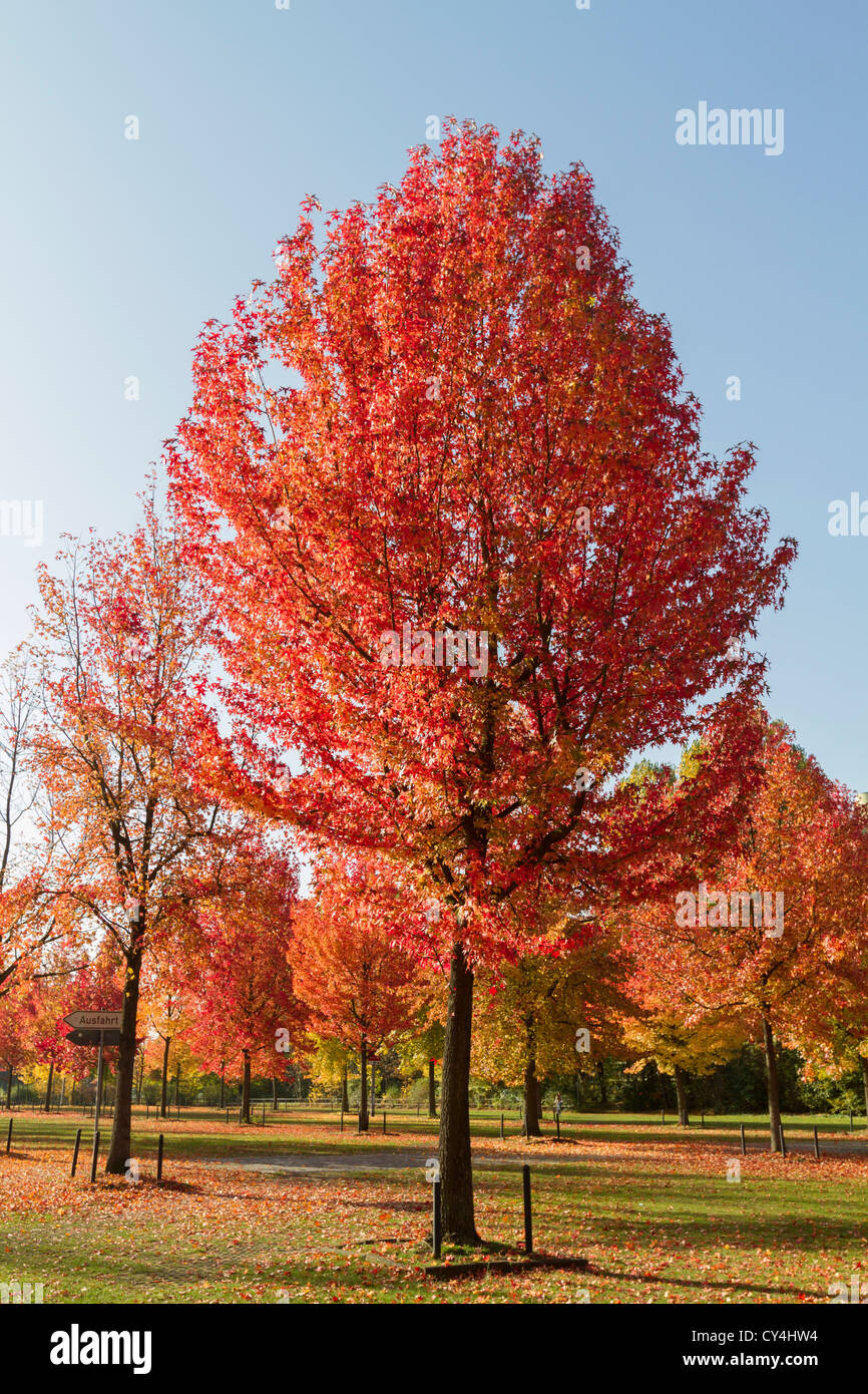 Amberbaum im Herbst Stockfotografie Alamy