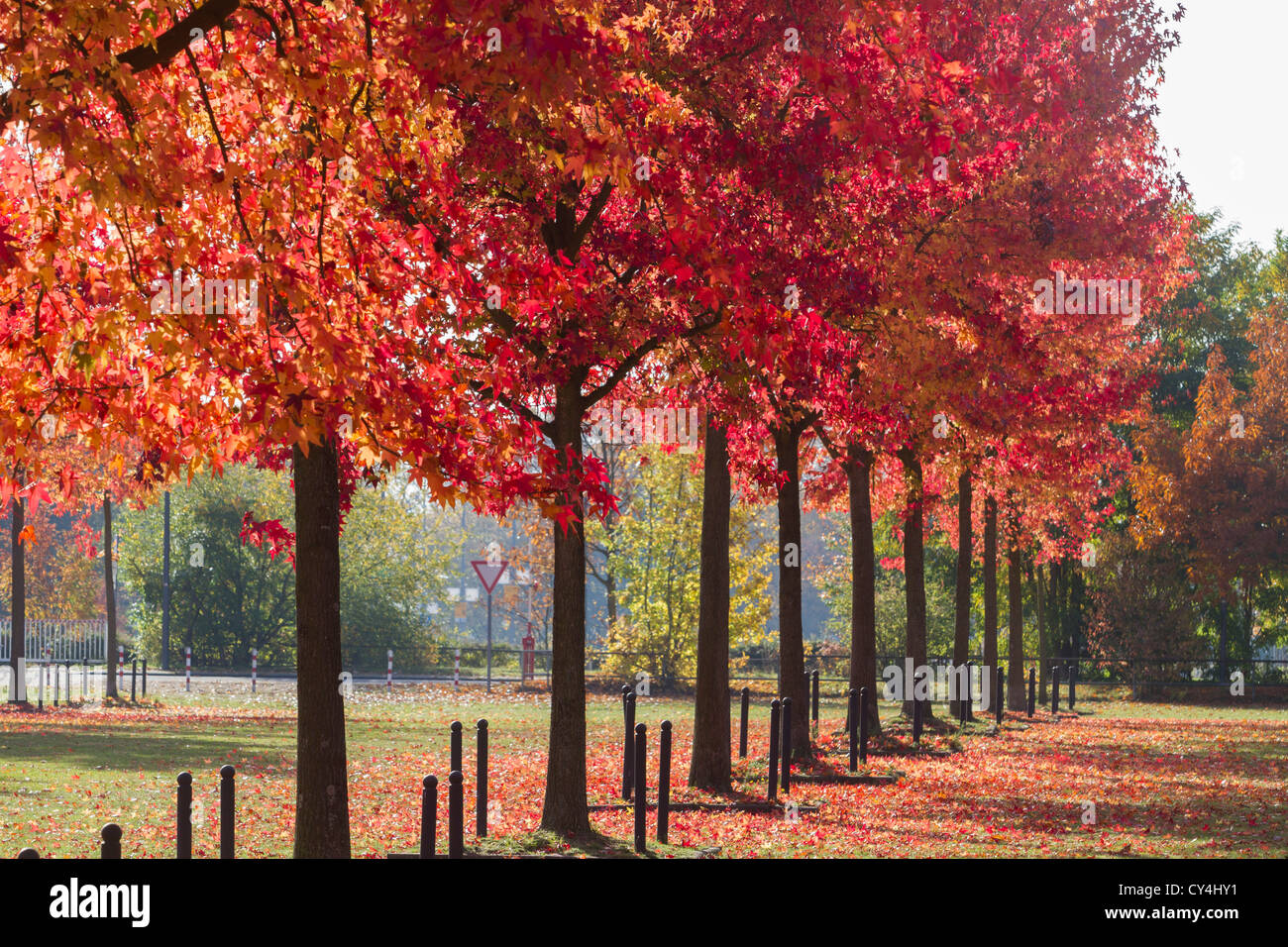 Amberbaum im Herbst Stockfotografie Alamy