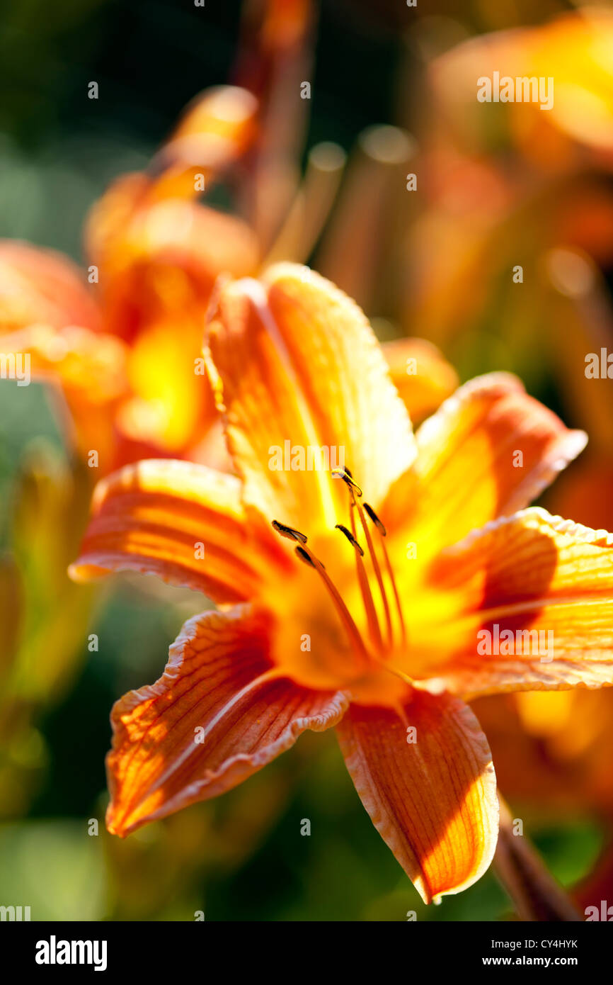 Orange Tiger-Lilie Blumen blühen im Garten Stockfoto