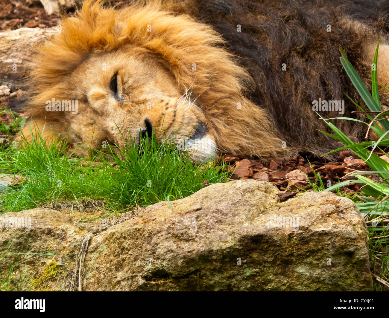 Schlafende männliche afrikanische Löwe Panthera Leo in Gefangenschaft bei Bristol Zoo England UK Stockfoto
