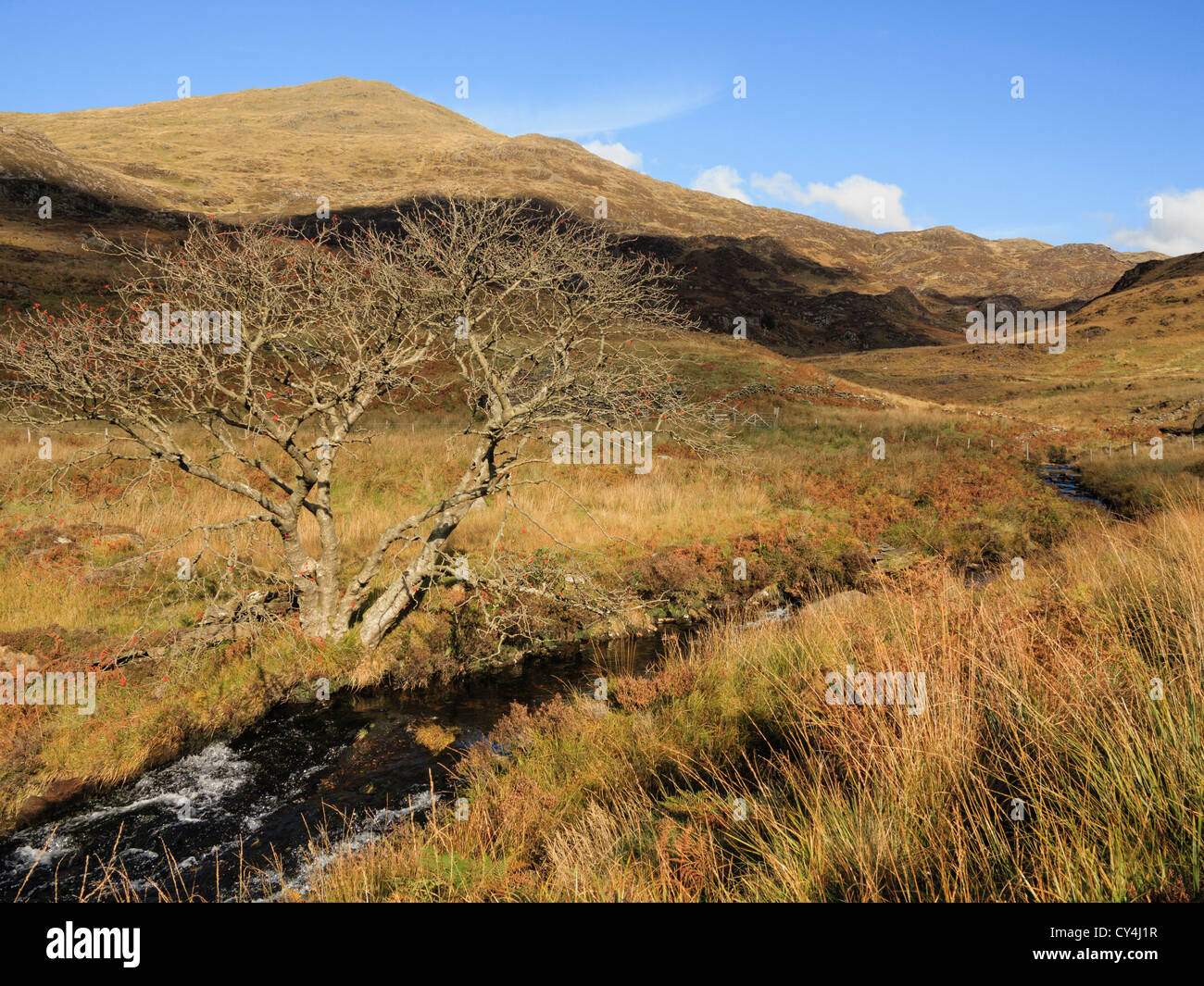 Blick über eine Hochland Stream Yr Aran Berg oberhalb Nantgwynant in Snowdonia-Nationalpark, Gwynedd, Nordwales, UK, Großbritannien Stockfoto