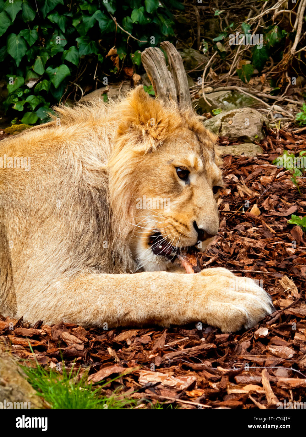 Weibliche afrikanische Löwe Panthera Leo in Gefangenschaft bei Bristol Zoo England UK Stockfoto
