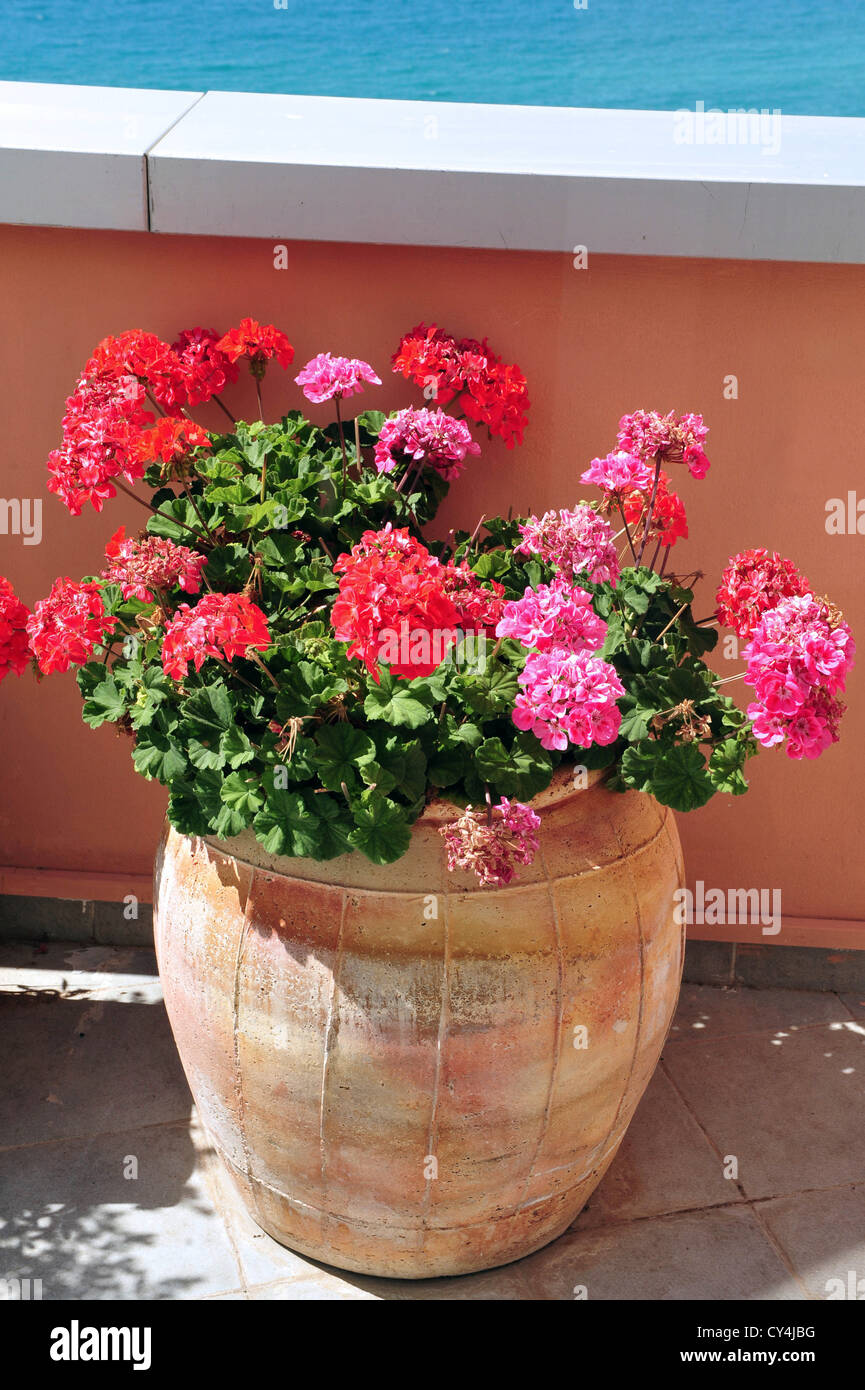 Rosa Und Rote Geranien Blumen In Einem Topf Stockfotografie Alamy