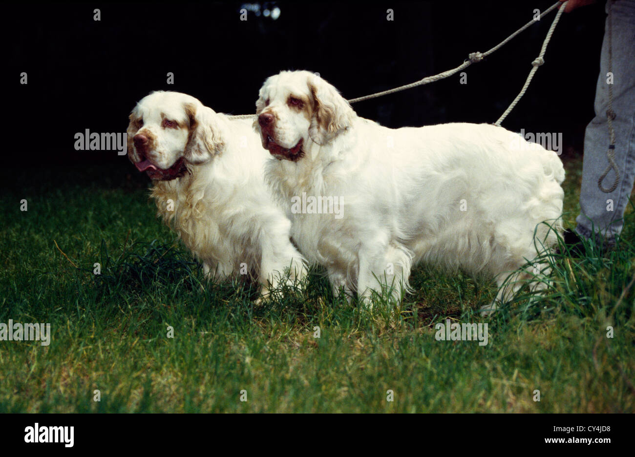 ZWEI SCHÖNE CLUMBER SPANIEL DRAUßEN AN DER LEINE Stockfoto