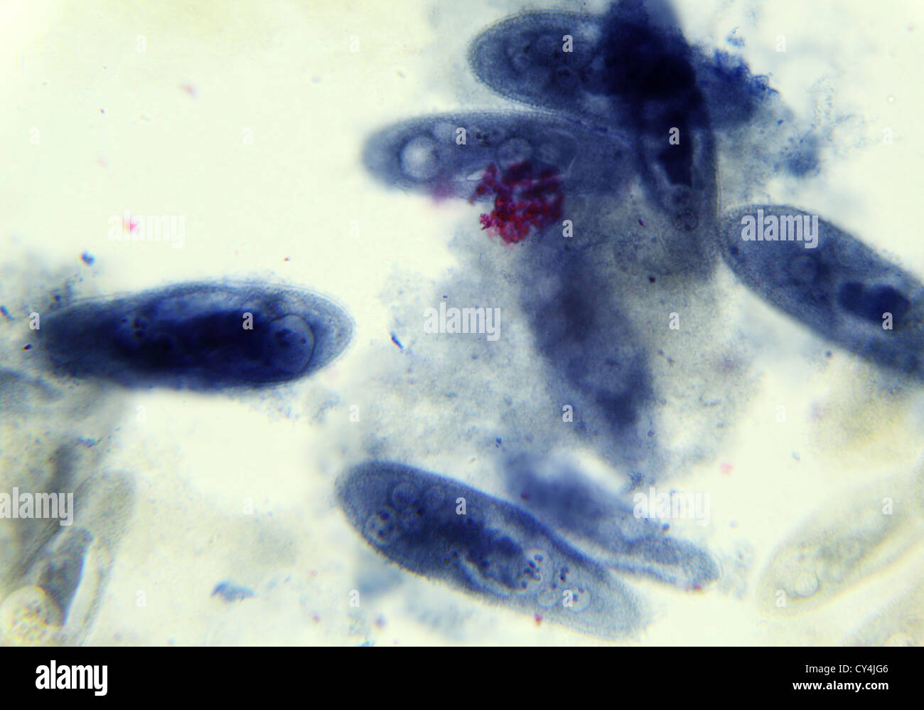 Paramecium unter dem Mikroskop, Hintergrund (Paramecium) Stockfoto