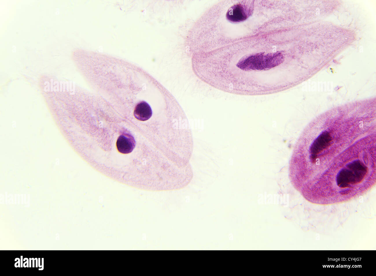 Paramecium Konjugation unter dem Mikroskop, Hintergrund Stockfoto