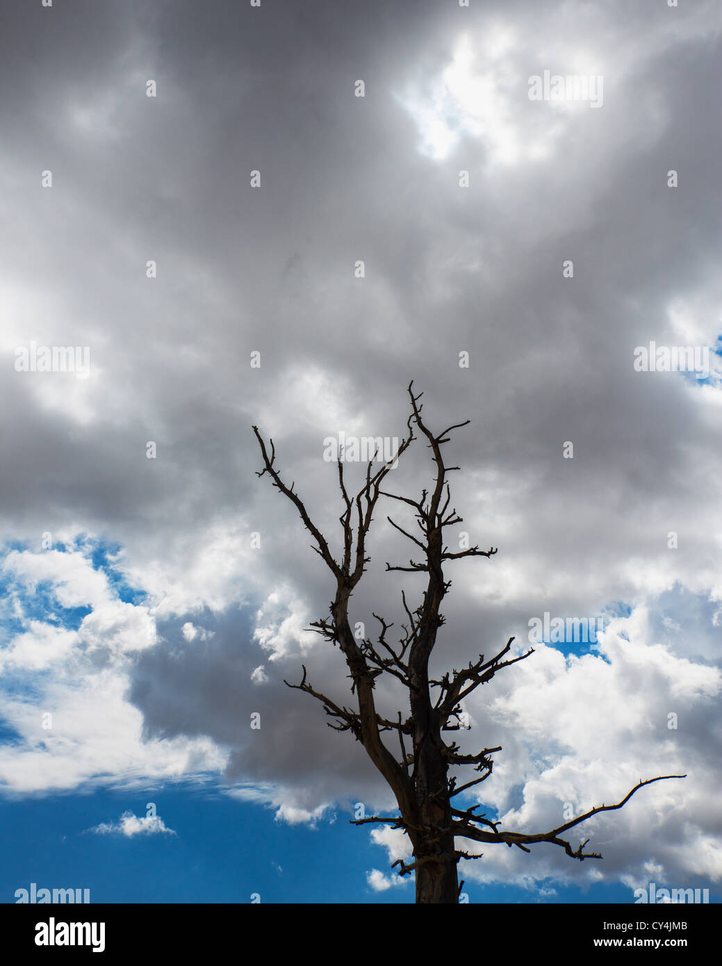 USA, Utah, Bryce Canyon, toter Baum gegen Wolken Stockfoto