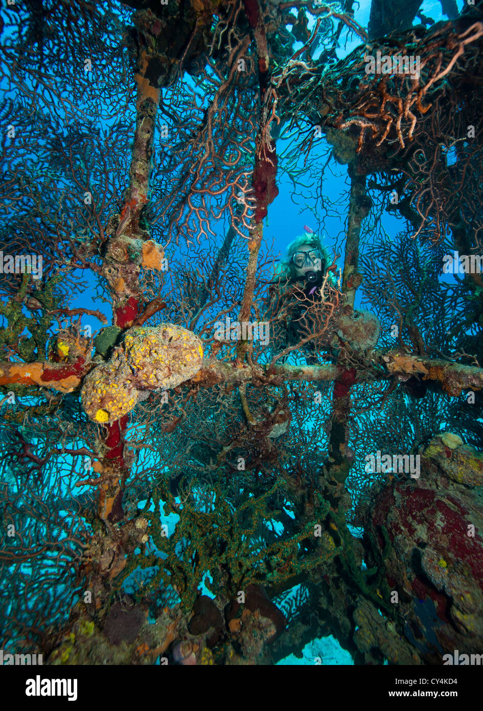 Scuba Diver späht durch das marine Leben wachsen auf den Tränen von Allah Schiffbruch Stockfoto