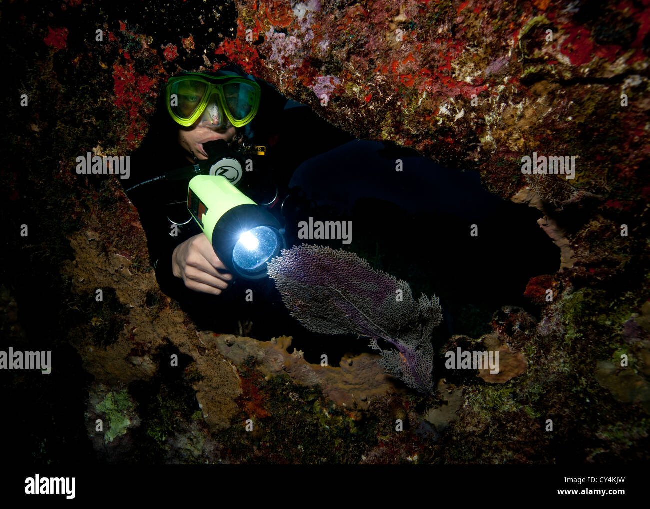 Taucher beleuchtet das marine Leben beim Nachttauchgang Stockfoto
