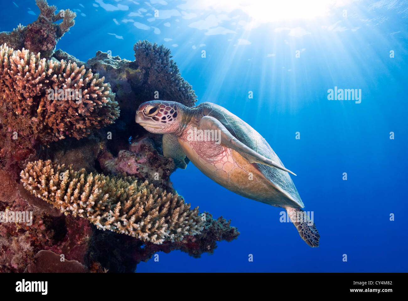 Green Sea Turtle Chelonia Mydas schwimmen über ein Korallenriff, Coral Sea, Great Barrier Reef, Pazifik, Queensland Australien Stockfoto
