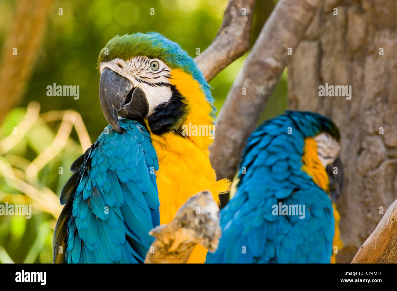 Blaue und gelbe Aras Abkehr von einander wie in einem Kampf Stockfoto