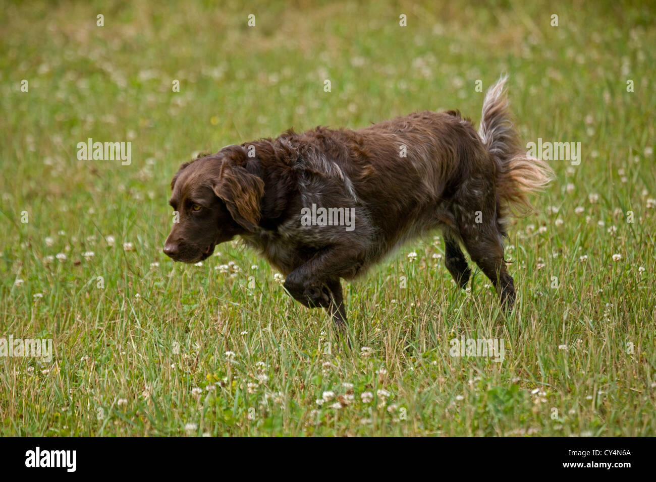 Kleine Muensterlander, Wisconsin USA, Jagdhund Stockfoto