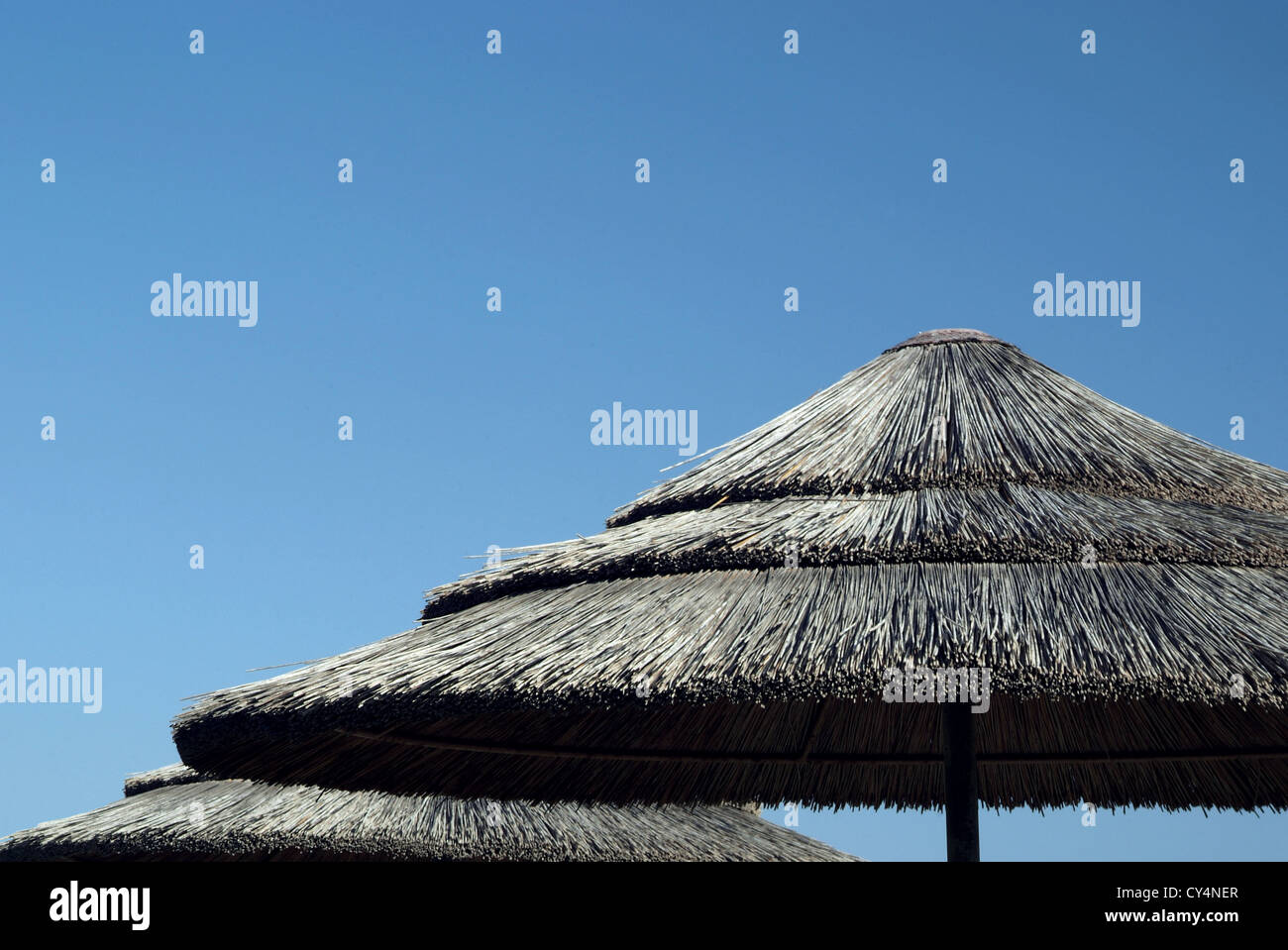 Sonnenschirme Feigenbaum Beutel, protarus, Zypern Stockfoto
