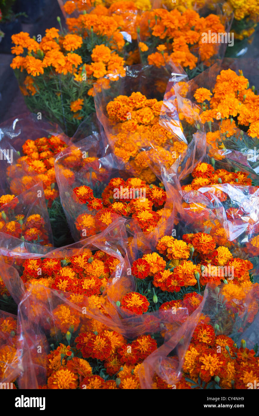 Ringelblumen für Verkauf auf Jamaika Markt in Mexiko-Stadt, DF Stockfoto
