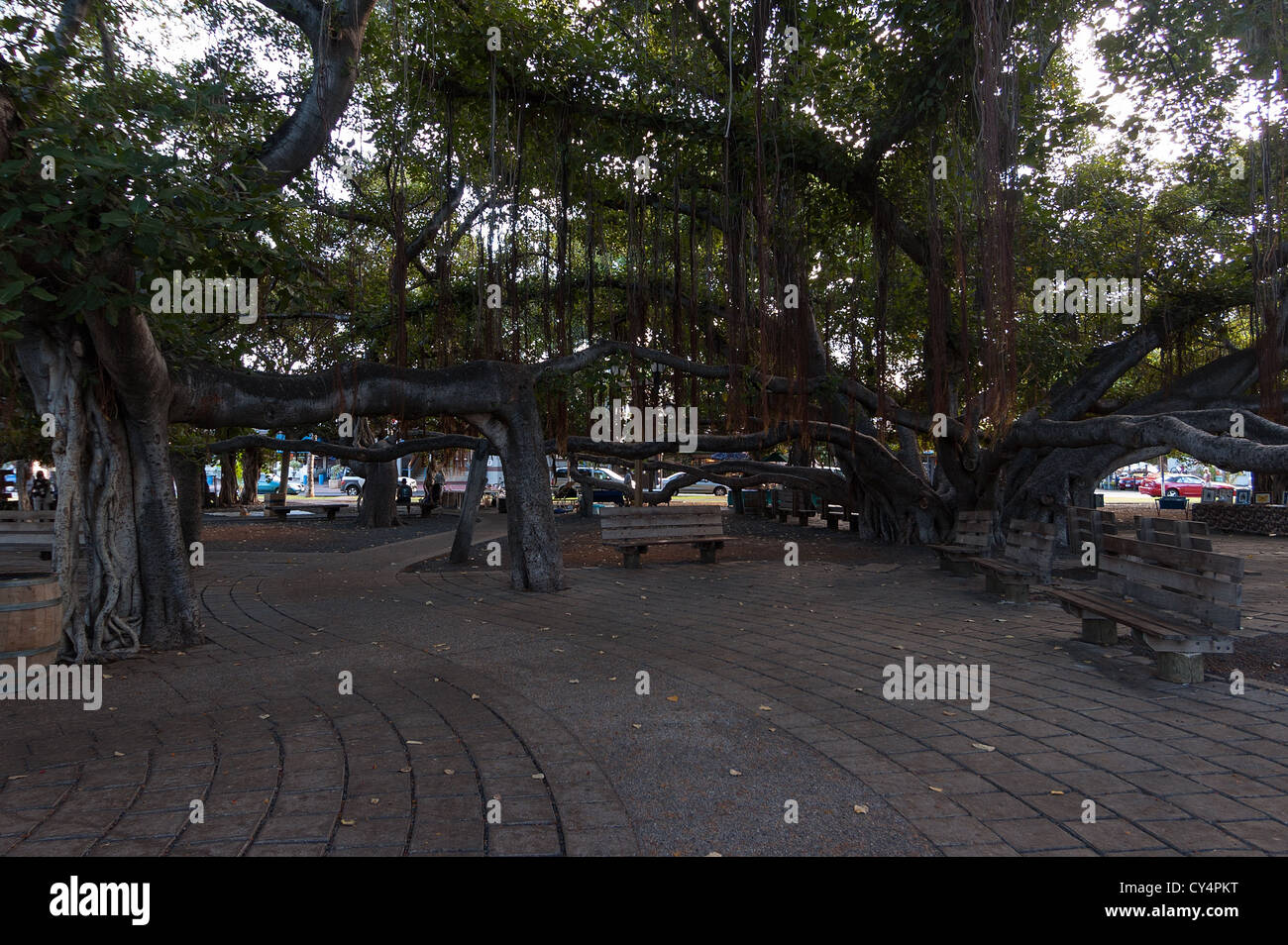 Elk284-4151 Hawaii, Maui, Lahaina, Banyan Tree Square, größte Banyanbaum in USA, 1873 Stockfoto