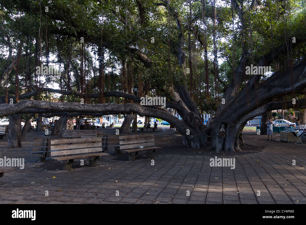 Elk284-4153 Hawaii, Maui, Lahaina, Banyan Tree Square, größte Banyanbaum in USA, 1873 Stockfoto