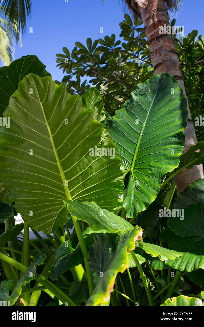Große Blätter auf einer tropischen Pflanze Stockfoto