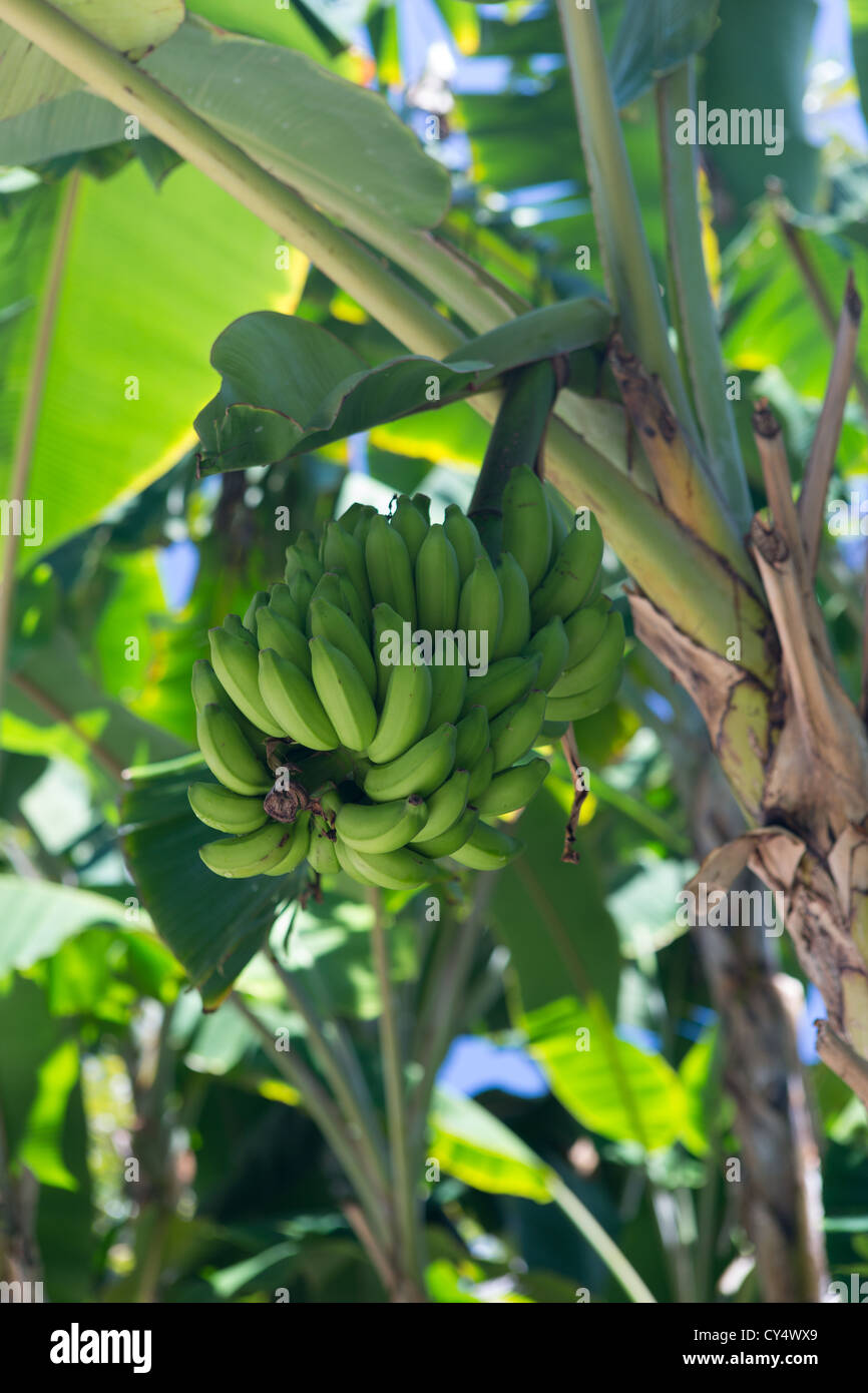 Bananen wachsen auf einem Baum in einer Plantage Stockfotografie Alamy