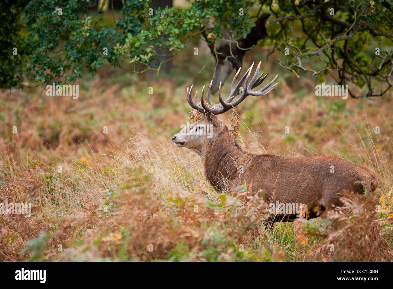 Rotwild während der Paarungszeit, Richmond Park, Surrey, Großbritannien Stockfoto