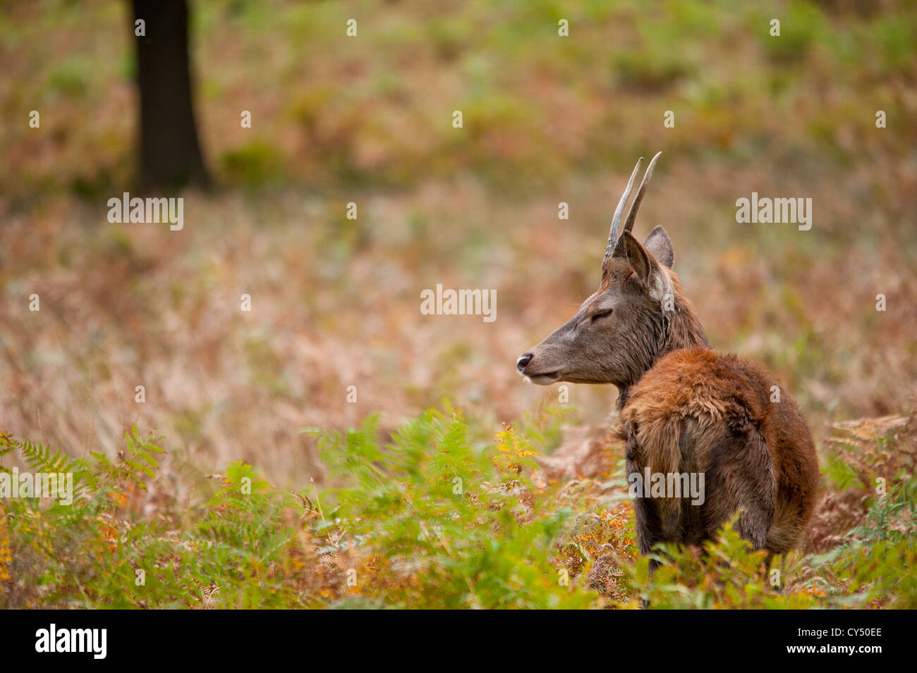 Rotwild während der Paarungszeit, Richmond Park, Surrey, Großbritannien Stockfoto