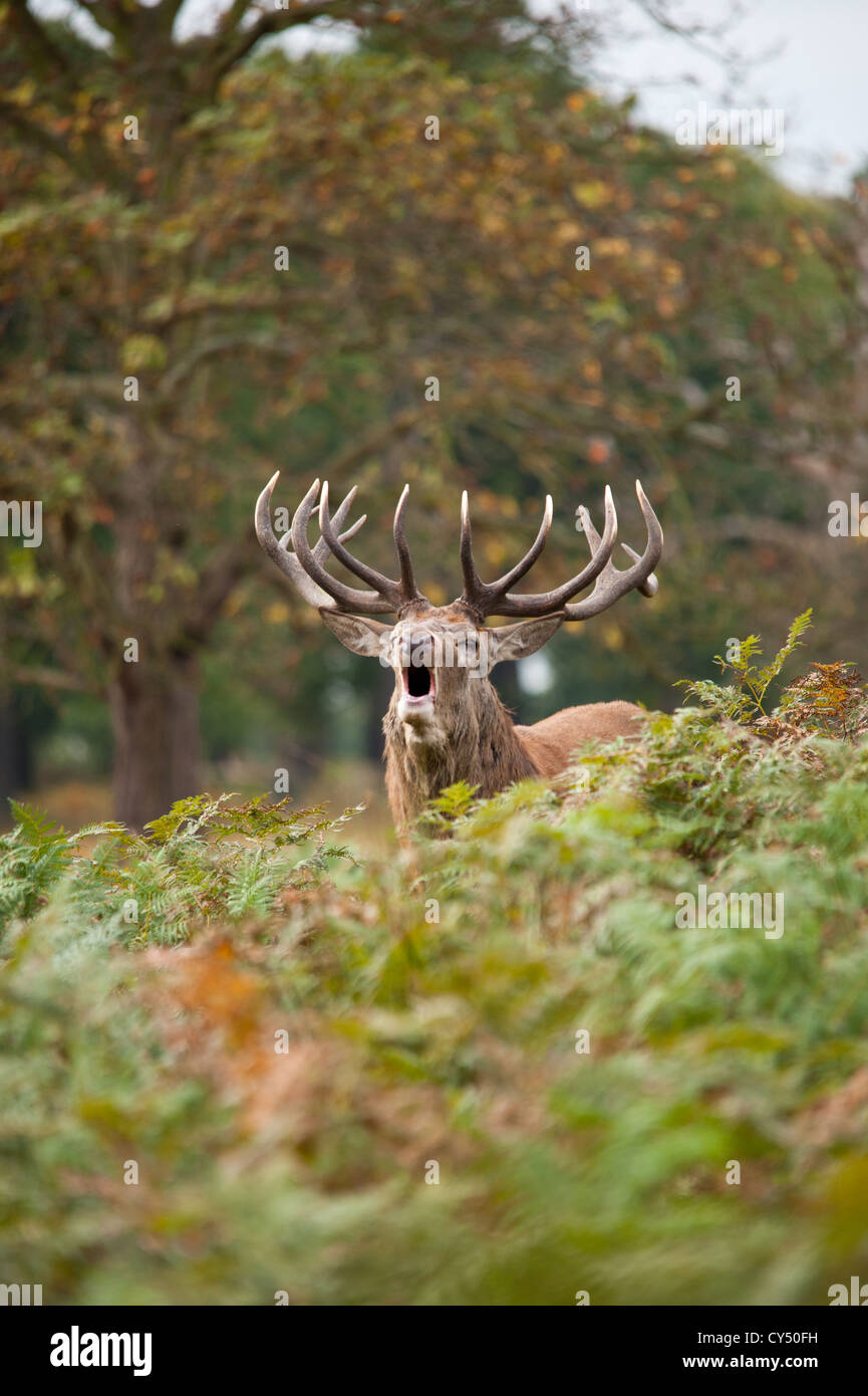 Rotwild während der Paarungszeit, Richmond Park, Surrey, Großbritannien Stockfoto