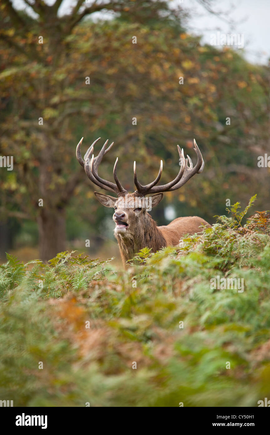 Rotwild während der Paarungszeit, Richmond Park, Surrey, Großbritannien Stockfoto
