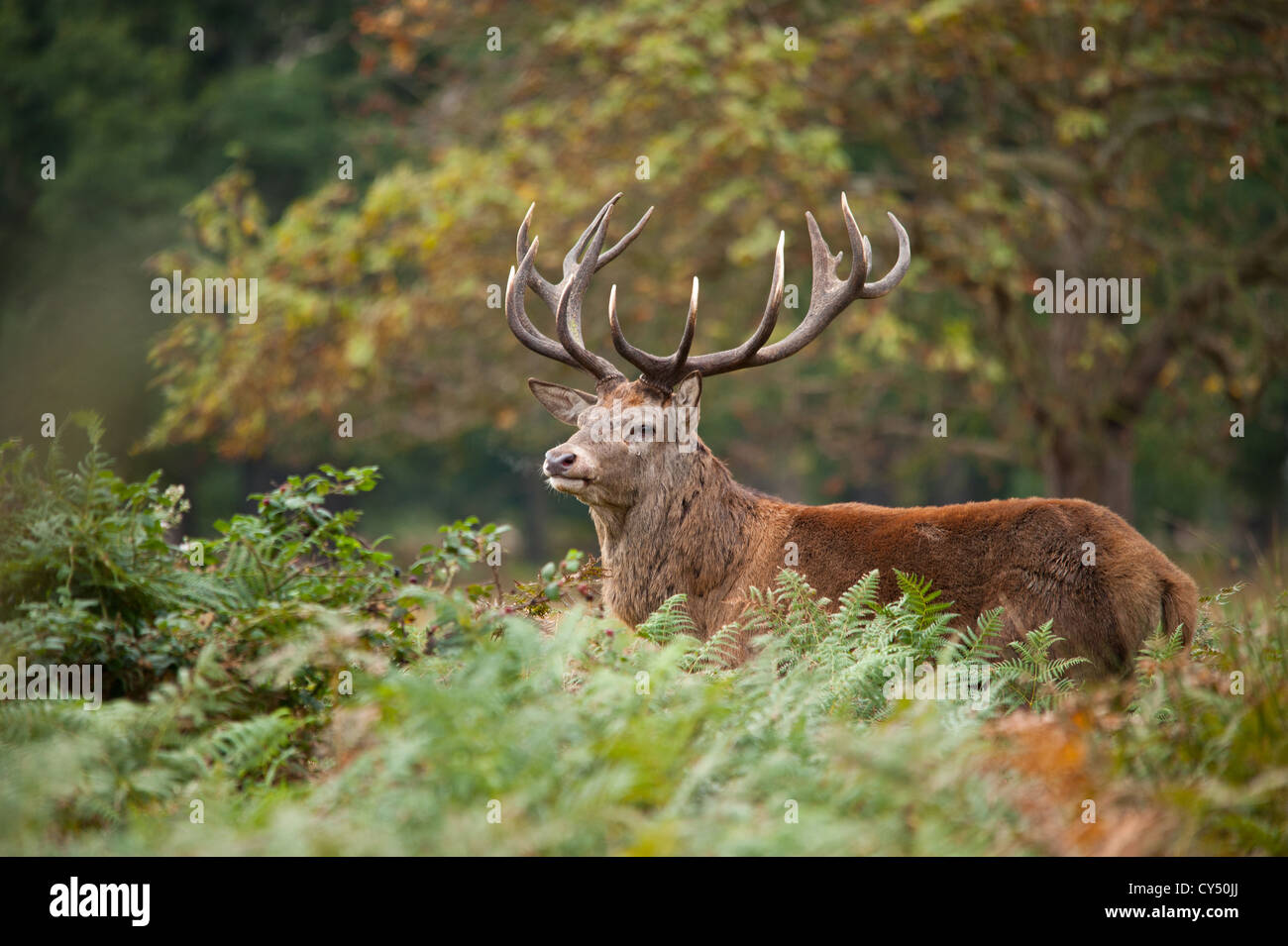 Rotwild während der Paarungszeit, Richmond Park, Surrey, Großbritannien Stockfoto