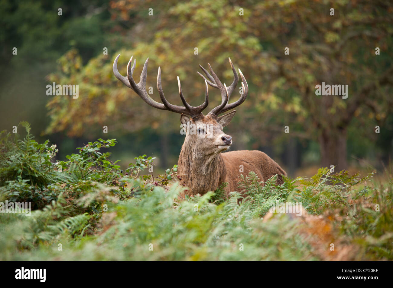 Rotwild während der Paarungszeit, Richmond Park, Surrey, Großbritannien Stockfoto