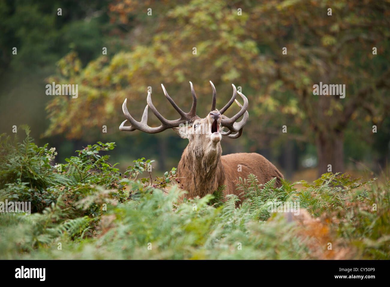 Rotwild während der Paarungszeit, Richmond Park, Surrey, Großbritannien Stockfoto