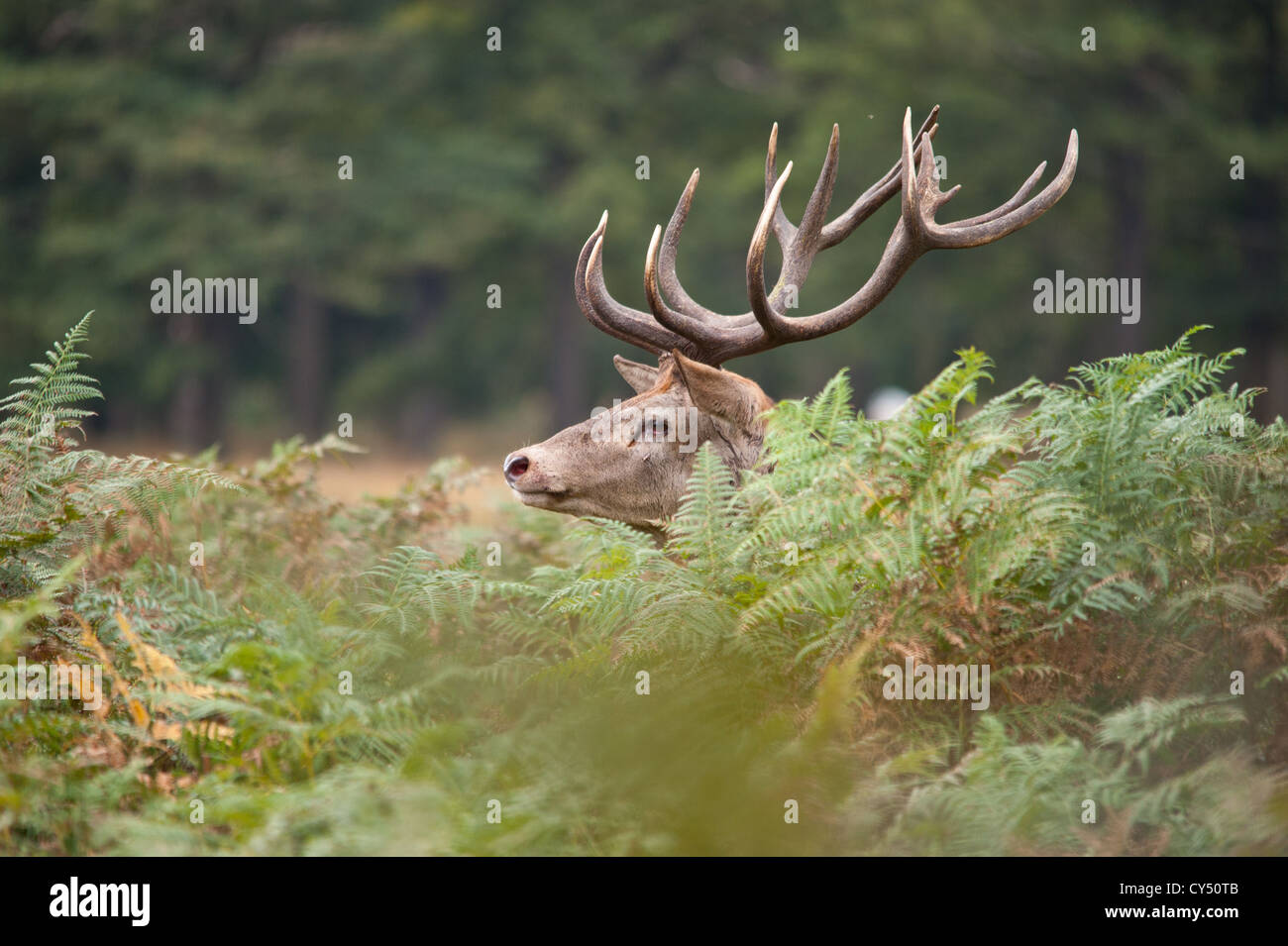 Rotwild während der Paarungszeit, Richmond Park, Surrey, Großbritannien Stockfoto