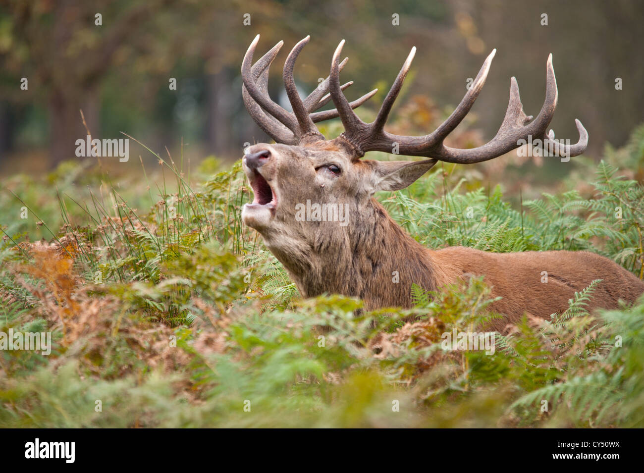 Rotwild während der Paarungszeit, Richmond Park, Surrey, Großbritannien Stockfoto
