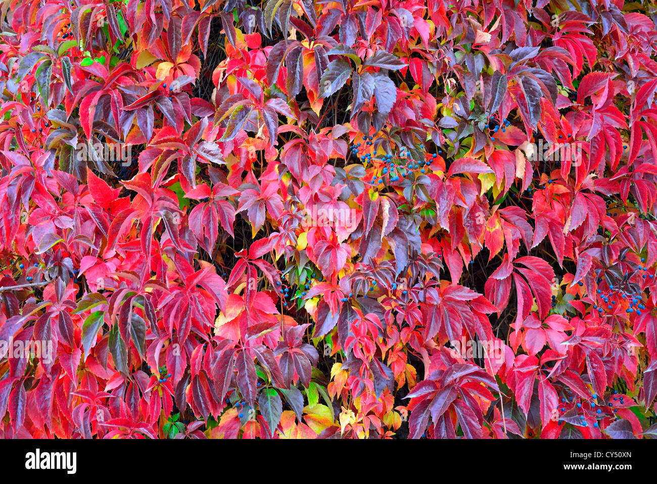 Bunte multicolor Herbst Schlingpflanze Parthenocissus quinquefolia Stockfoto