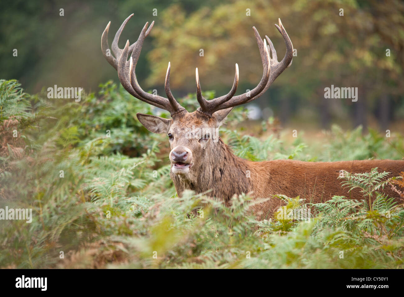 Rotwild während der Paarungszeit, Richmond Park, Surrey, Großbritannien Stockfoto