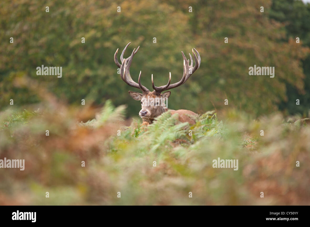 Rotwild während der Paarungszeit, Richmond Park, Surrey, Großbritannien Stockfoto