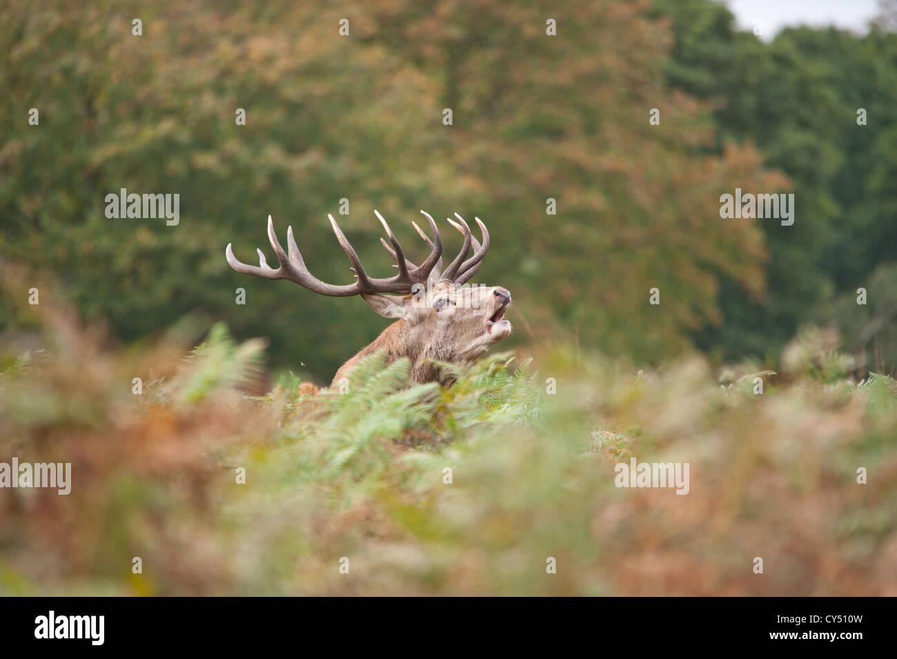 Rotwild während der Paarungszeit, Richmond Park, Surrey, Großbritannien Stockfoto