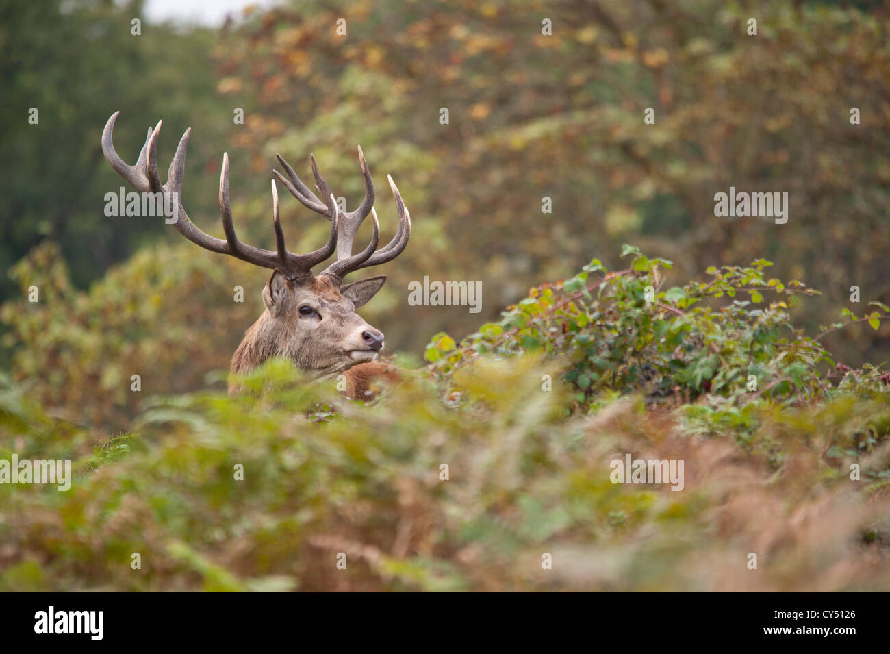 Rotwild während der Paarungszeit, Richmond Park, Surrey, Großbritannien Stockfoto